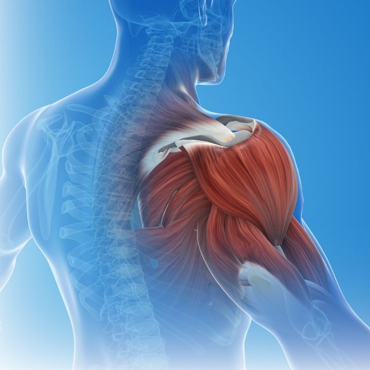 How Does Magnesium Support Muscle Relaxation at a Cellular Level? - Carbamide Forte